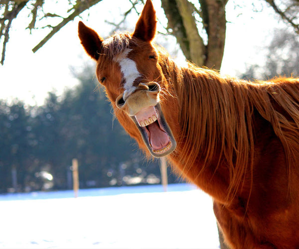 A brown and white horse making a funny face in a snowy paddock