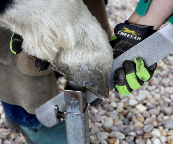 Rasping the hoof wall in a horse's barefoot trim