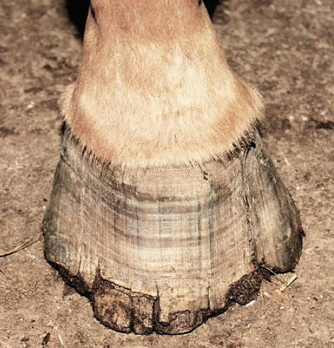 What to do about BRITTLE HOOVES