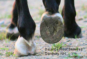 What Do Healthy Hooves Look Like?
