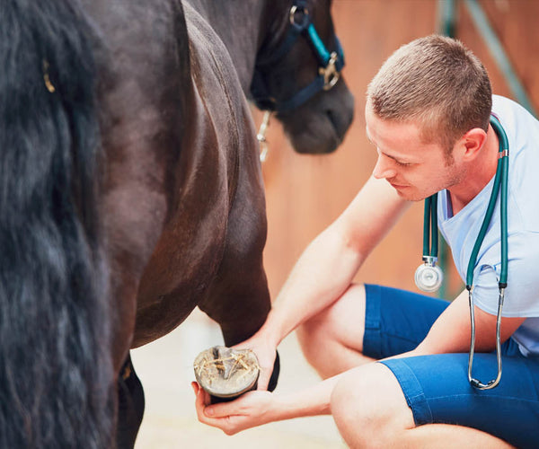 A male veterinarian examining a black barefoot horse's hoof