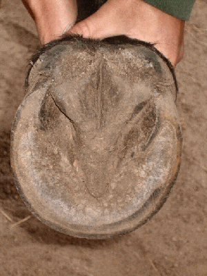 Functional Anatomy of the Equine Hoof - Scoot Boots