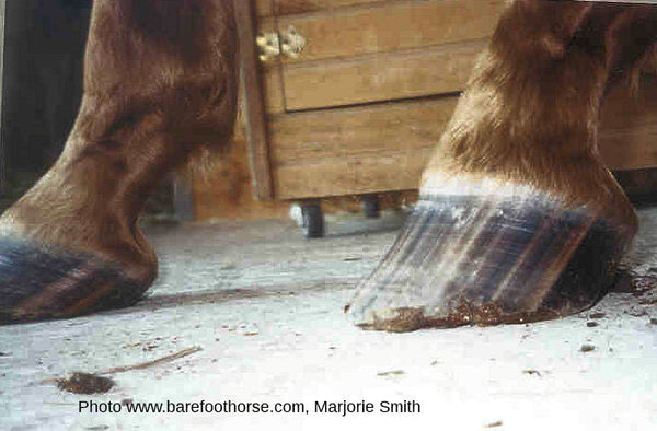High-Low Hoof Syndrome